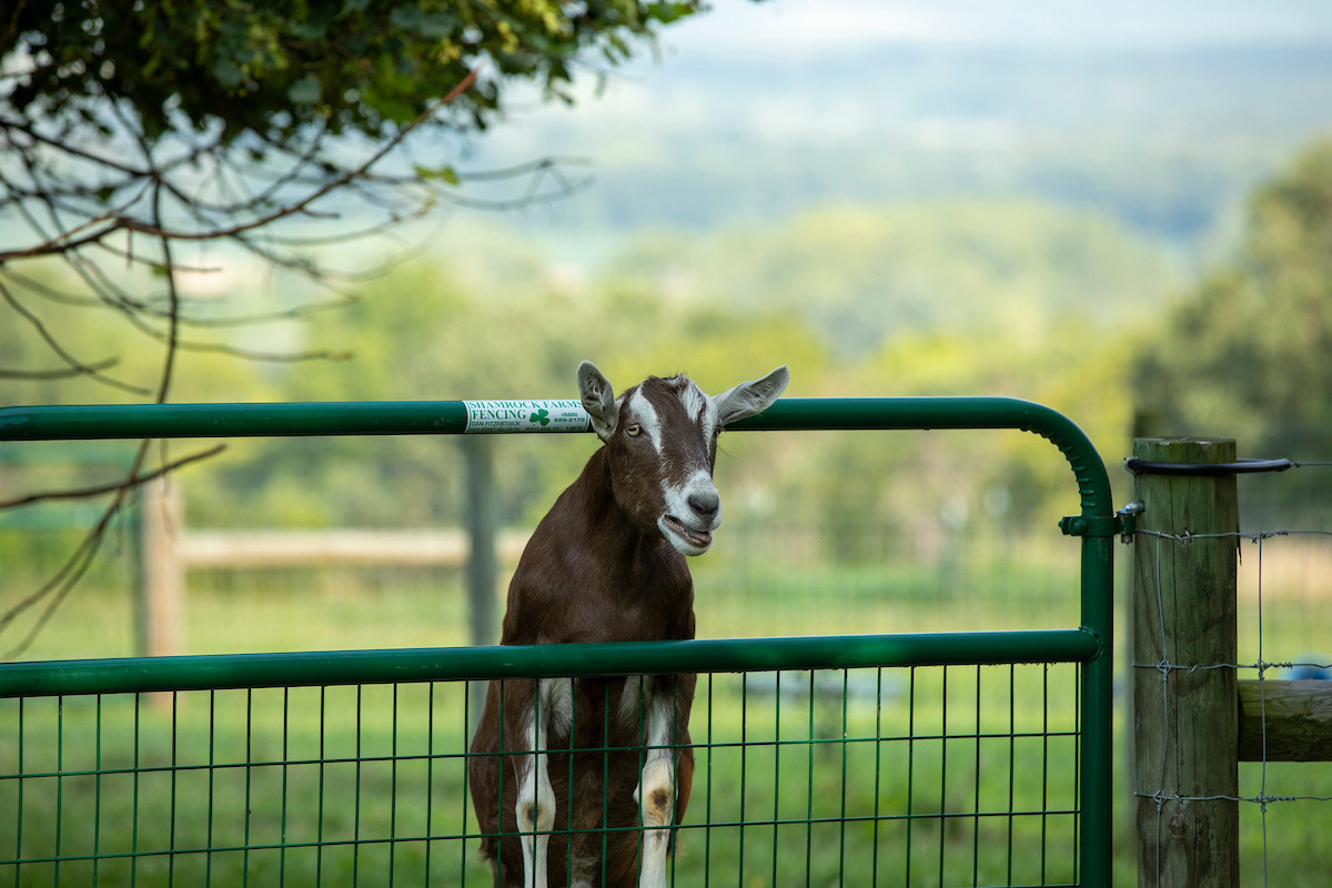 American Farmland Trust Celebrates Key Wins in Final FY26 New York Budget