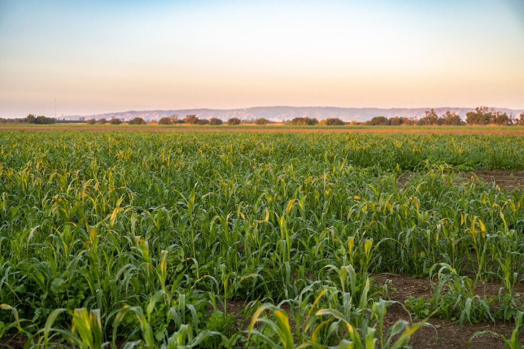 Regenerative Practices: New Economic Tools in the Crop Resilience Tool Box (Webinar)