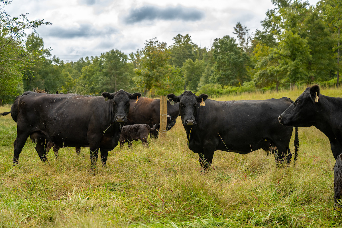 From Soil to Stream: How Regenerative Grazing Supports  Texas Watersheds