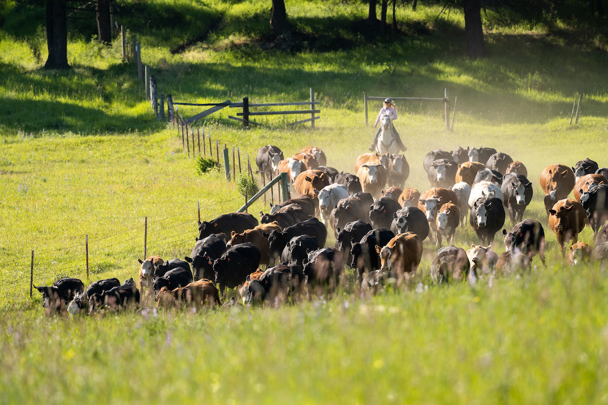 Advancing Markets for Beef Producers