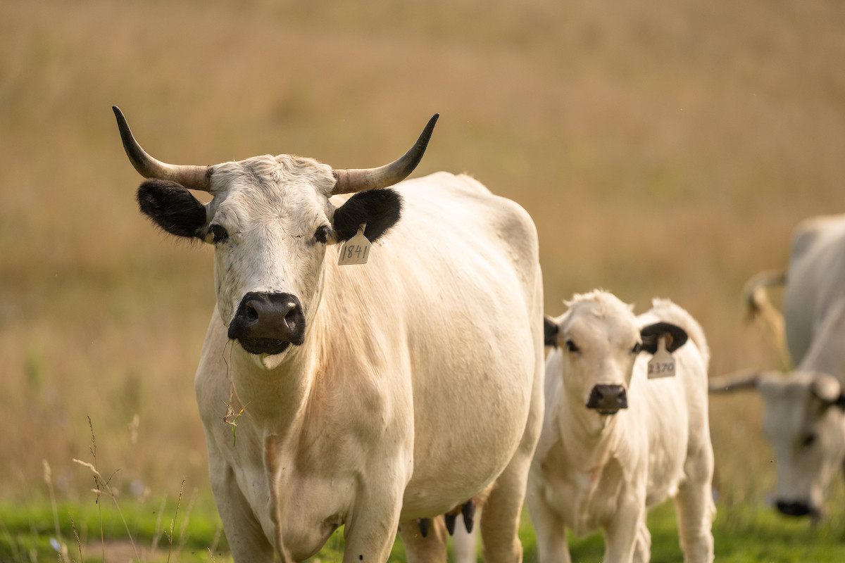 New England Regenerative Livestock Farming Grants