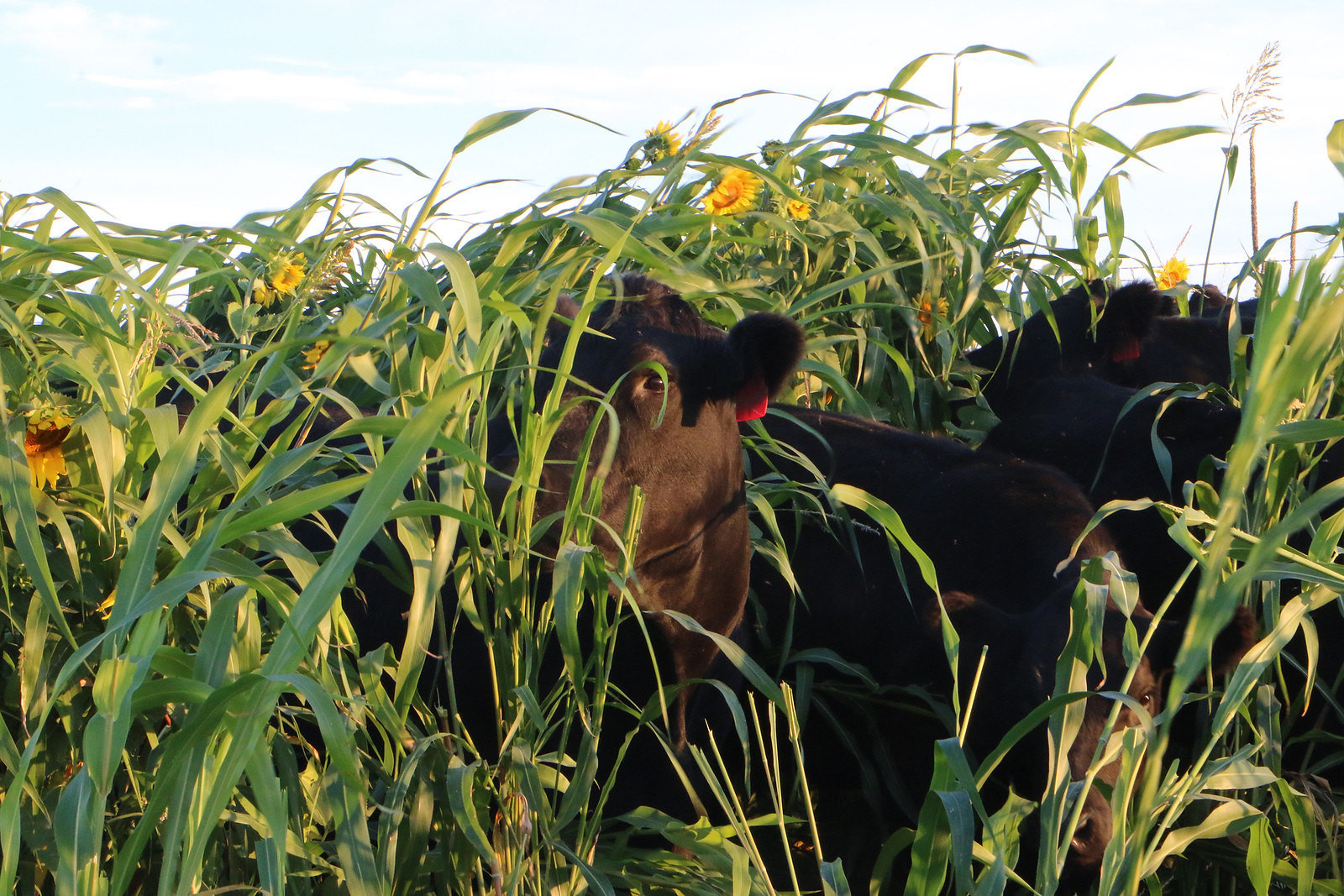 Cover Crop Grazing 101 Webinar #1