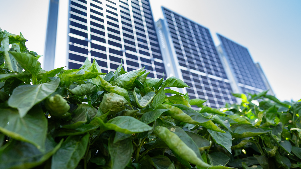 Explore Agrivoltaics: Free Events for California Farmers This Fall