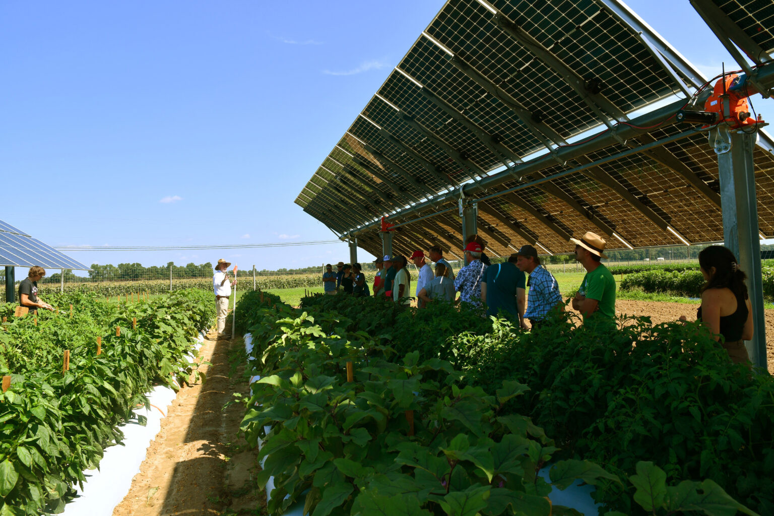 Free Agrivoltaics Webinars and Training for Farmers in the Northeast