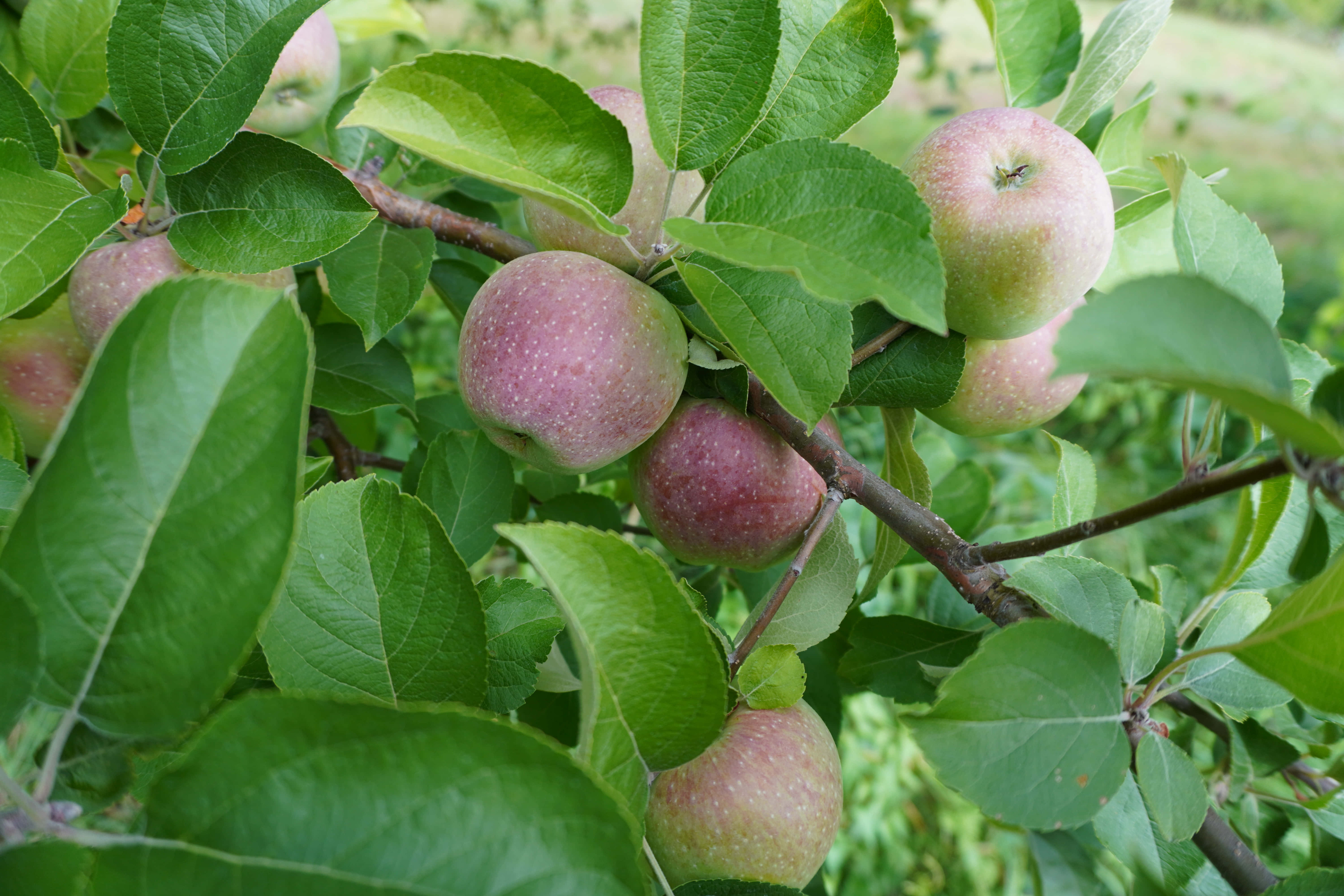 Vermont’s Scott Farm Orchard: Building Resilience in a Changing Climate