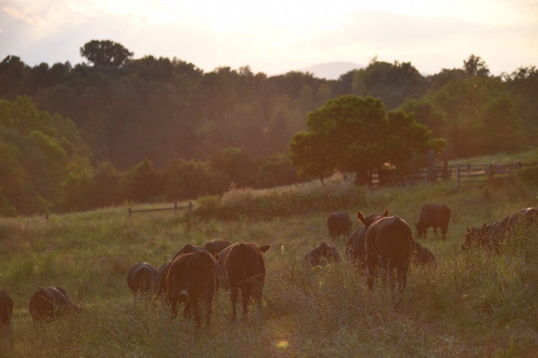 AFT Launches Beef Producer Economic Resilience Initiative
