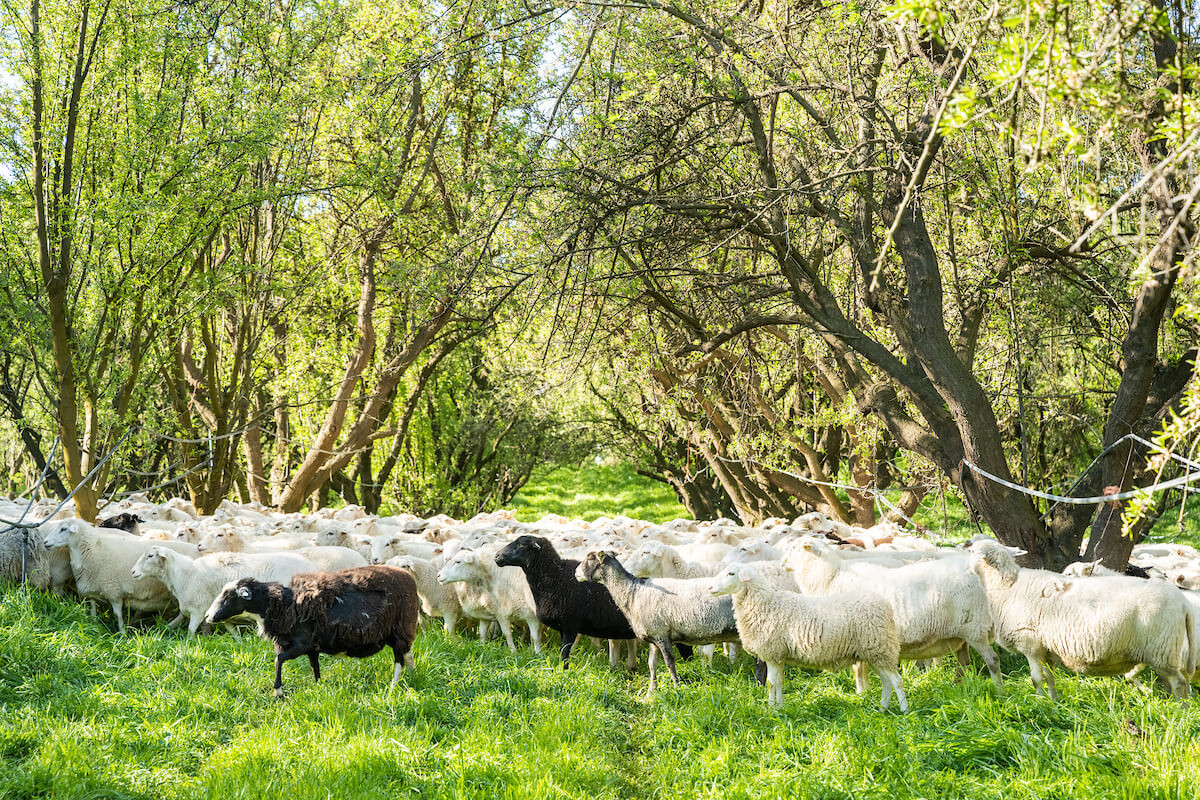 Check out AFT, UVM, and UMaine’s Climate Adaptation Resources for Farmers