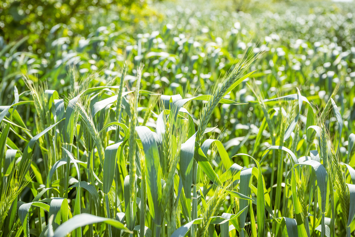 Conquering Cover Crops Coast-to-Coast: Highlighting On-Farm Demonstration Trial Featuring Farms in CA, KY, NY, MA & CT