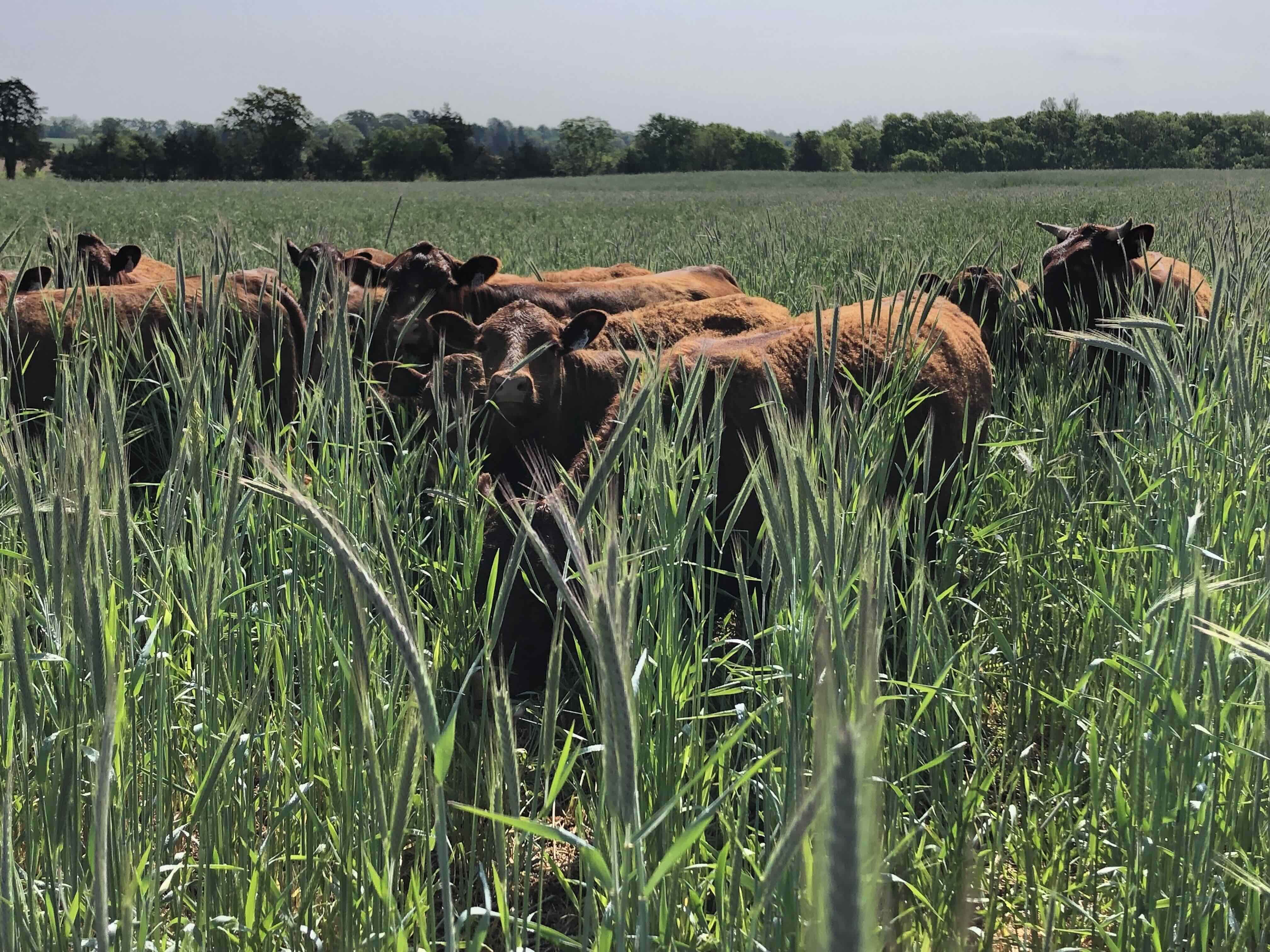 Cover Crop Grazing 101 Webinar #2