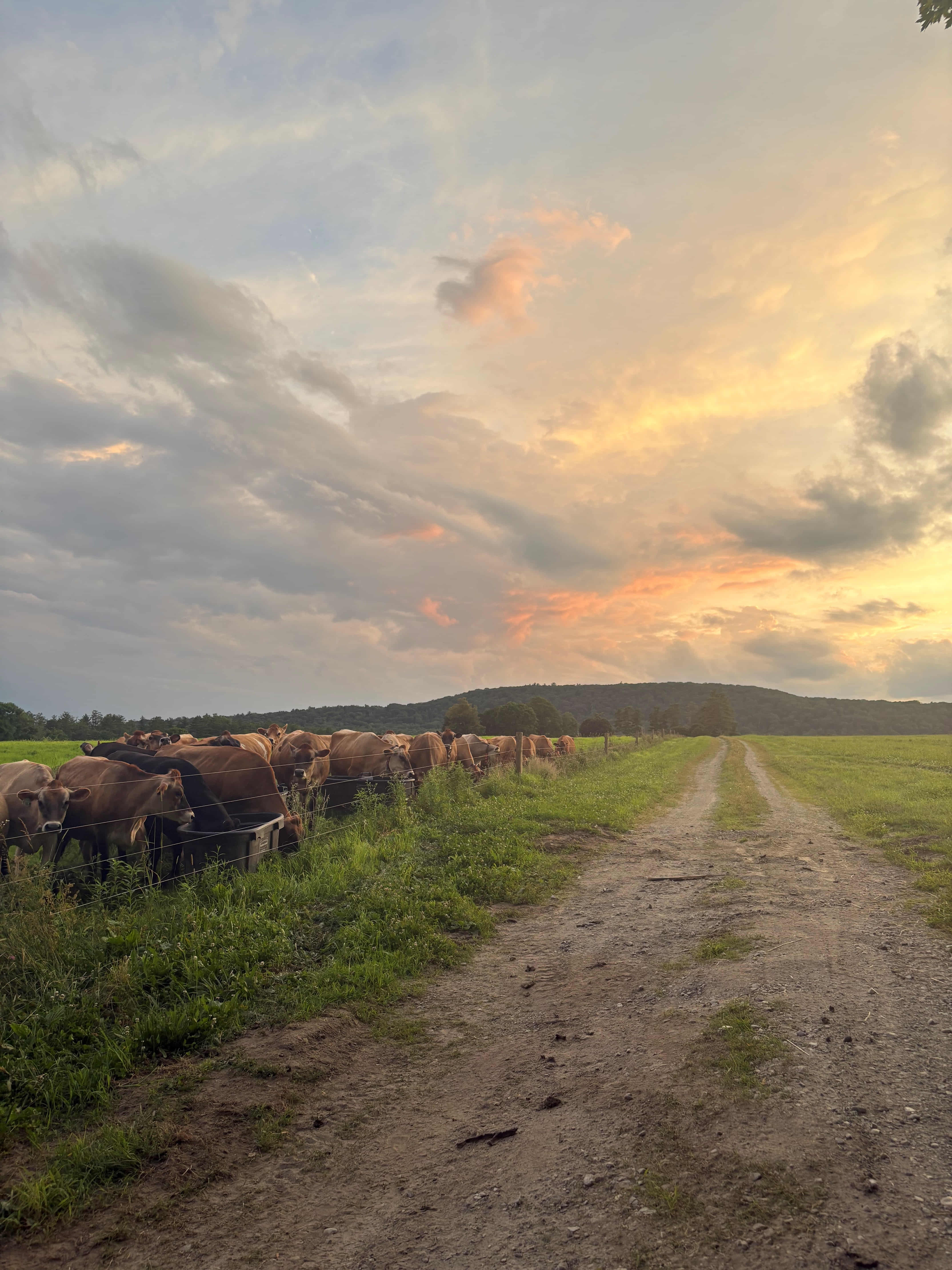 Every Cow Deserves Grass: Regenerative Grazing at High Lawn Farm