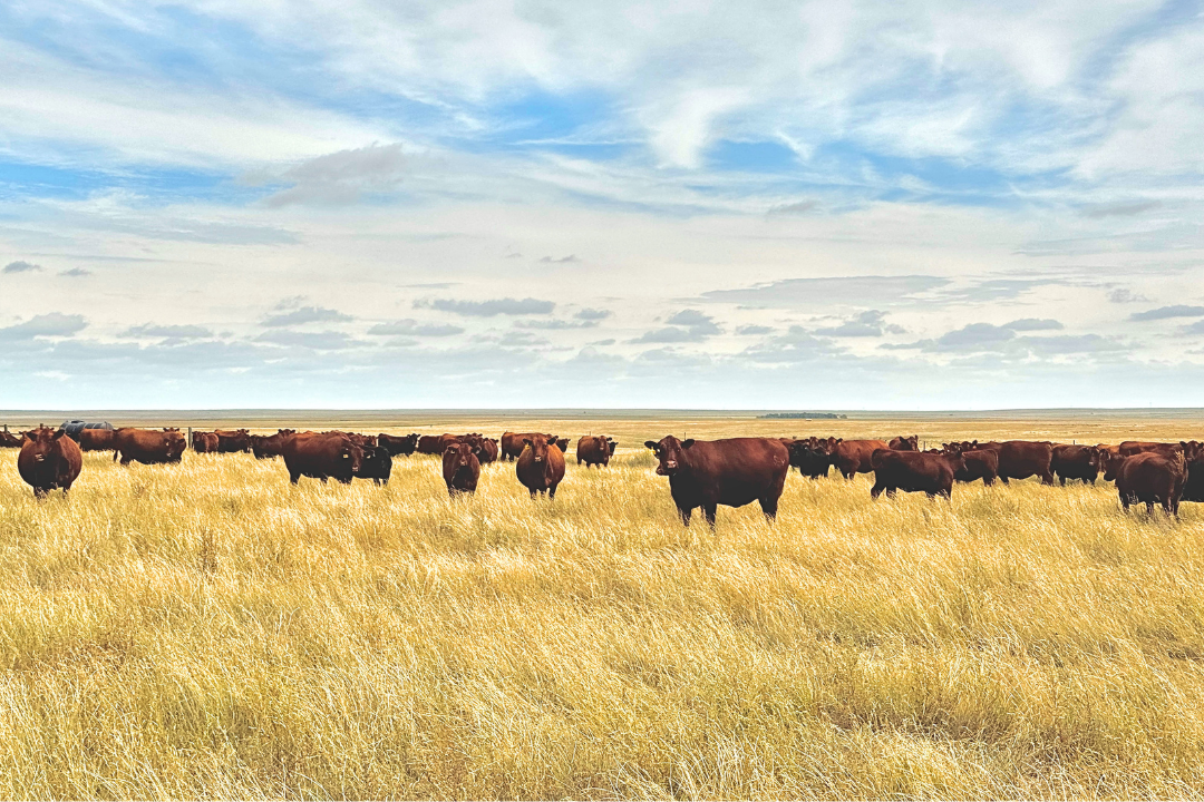 Resilient Grazing Network