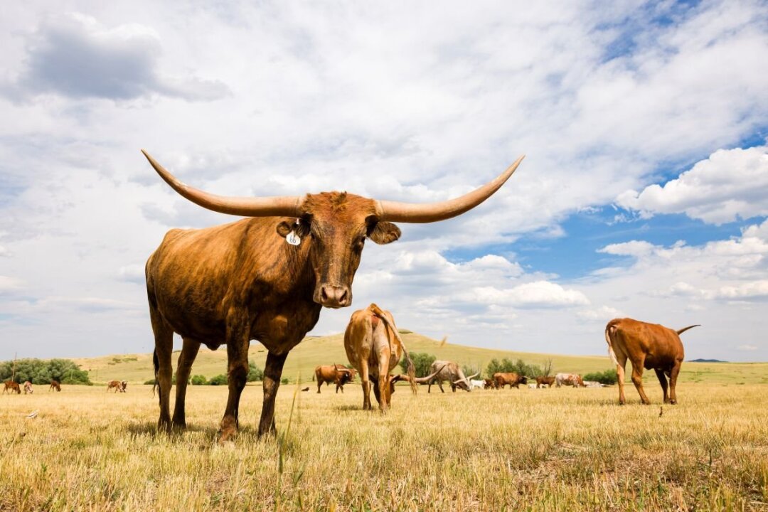 Texas Land Transfer Regional Forum (Webinar)