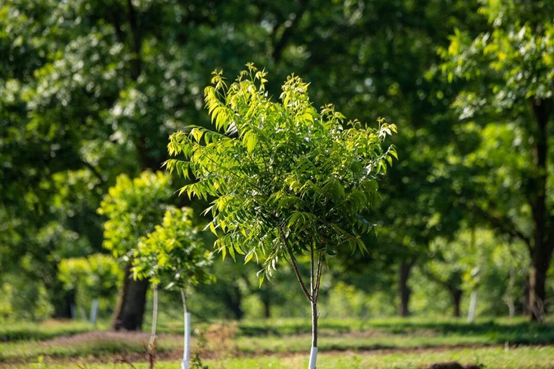 Southeast Land Transfer Regional Forum (Webinar)