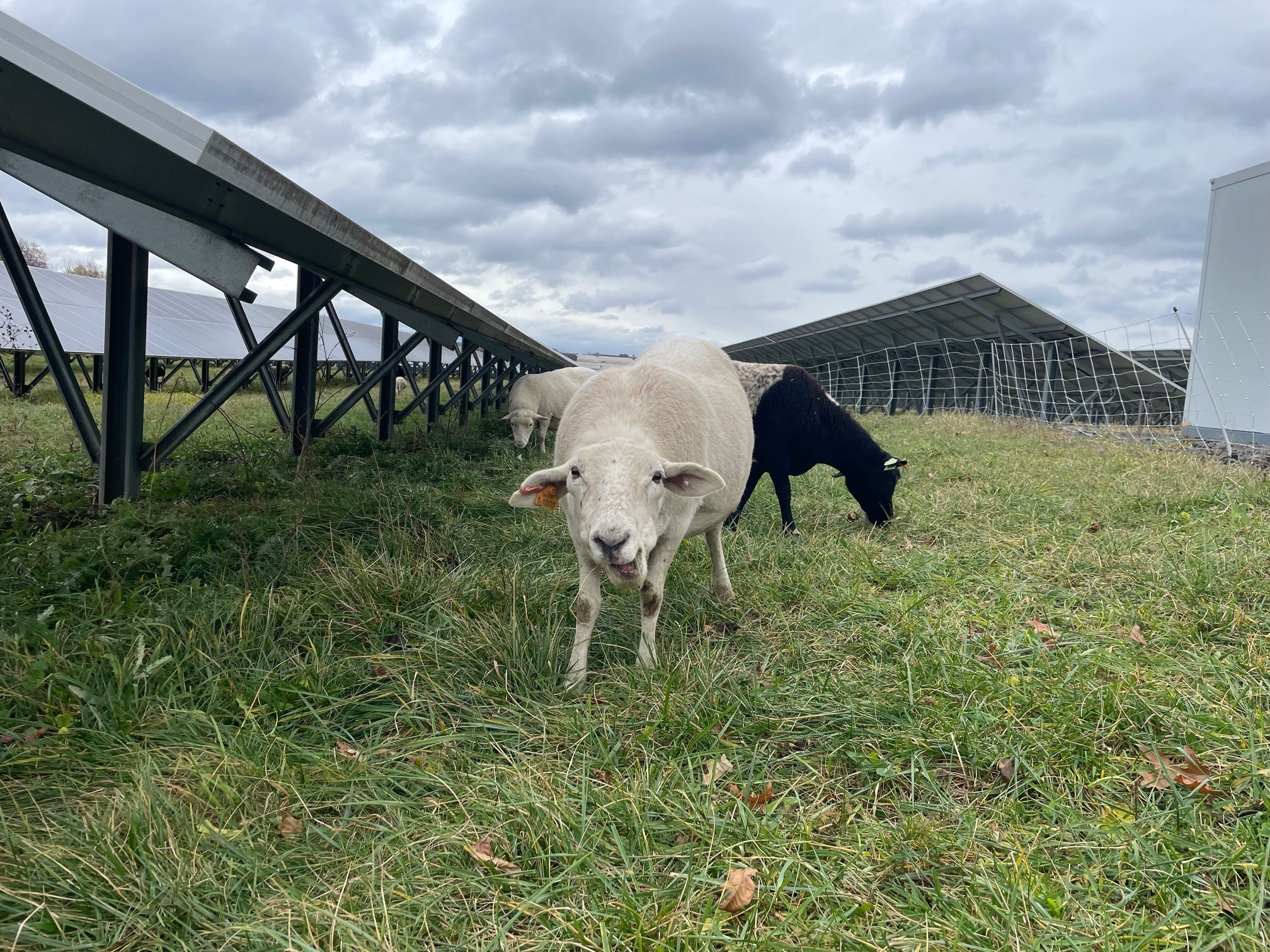 Grazing Between the Panels: How Sheep Are Expanding What’s Possible for Solar and Agriculture in Massachusetts