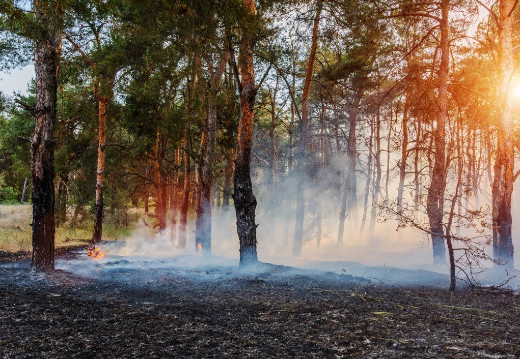 Fire Readiness: Emergency Action Planning for Farms, Ranches, and Rural Properties (Williams, OR)