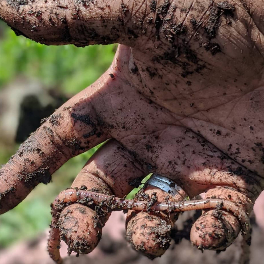 Rooted in Resilience: Learning Circle for Farmers and Landowners (Illinois)