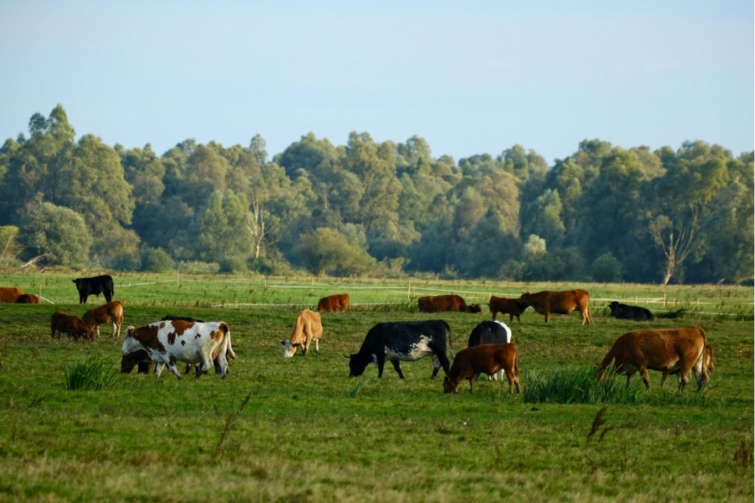 Missouri Land Trust Coalition Welcomes American Farmland Trust as Newest Member