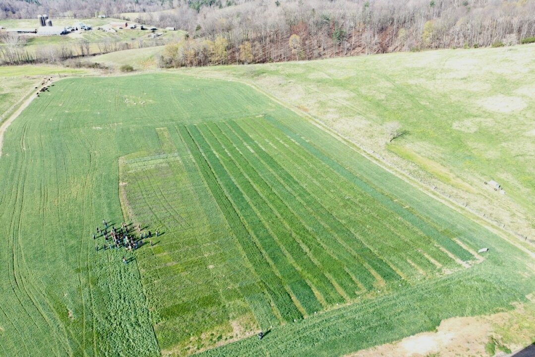 Cover Crop Grazing: Turning Conservation into Opportunity for Virginia Farms