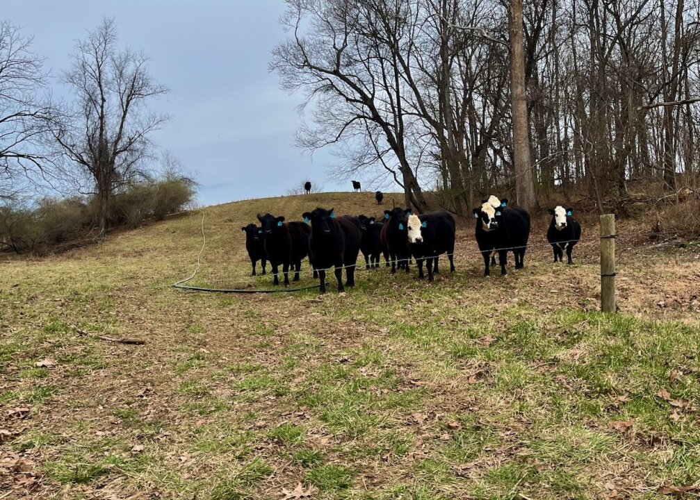 Virginia Cover Crop Grazing Project