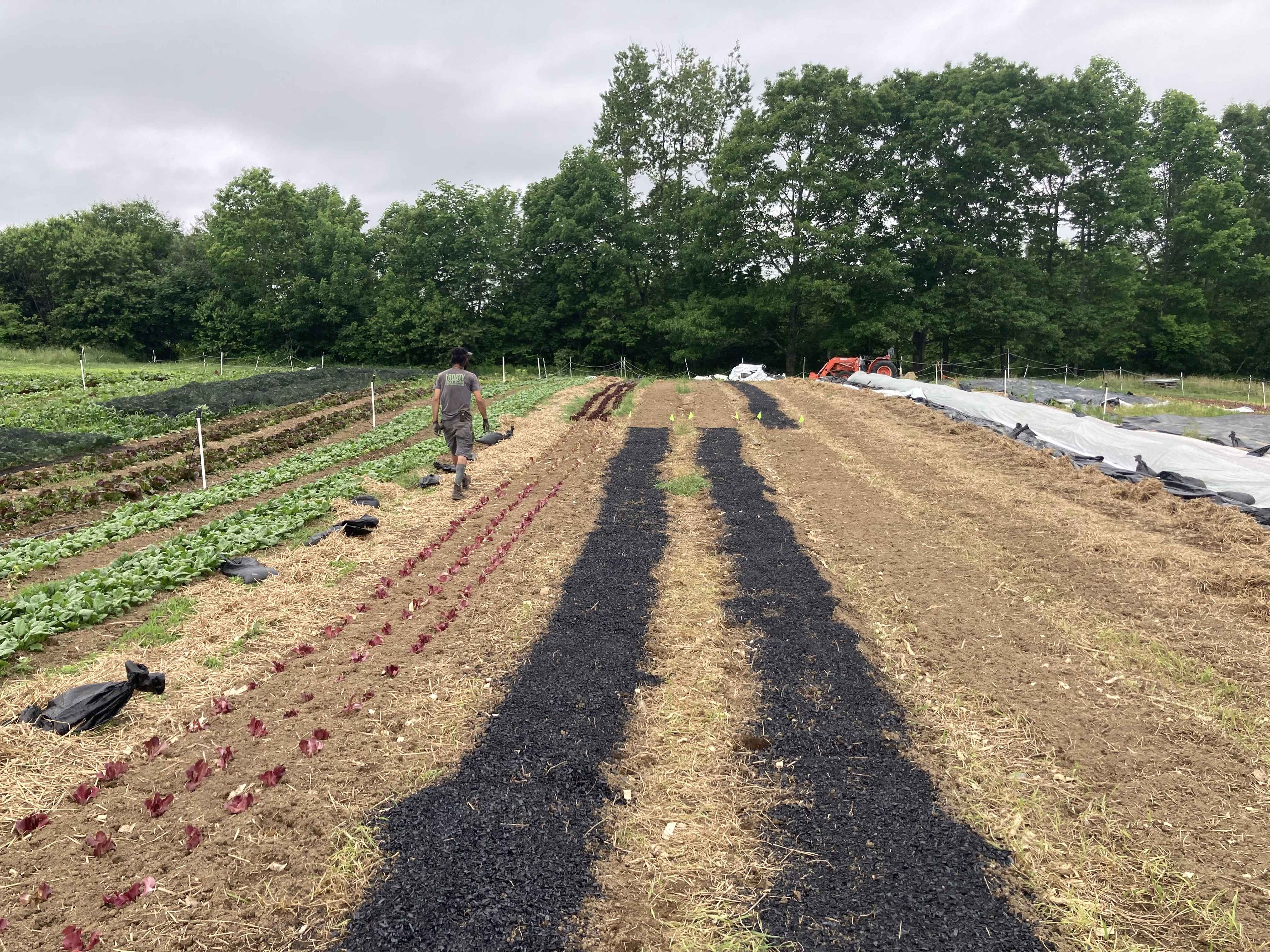 Fourteen Farms in Two States: What We Learned in Year One of New England Biochar Trials