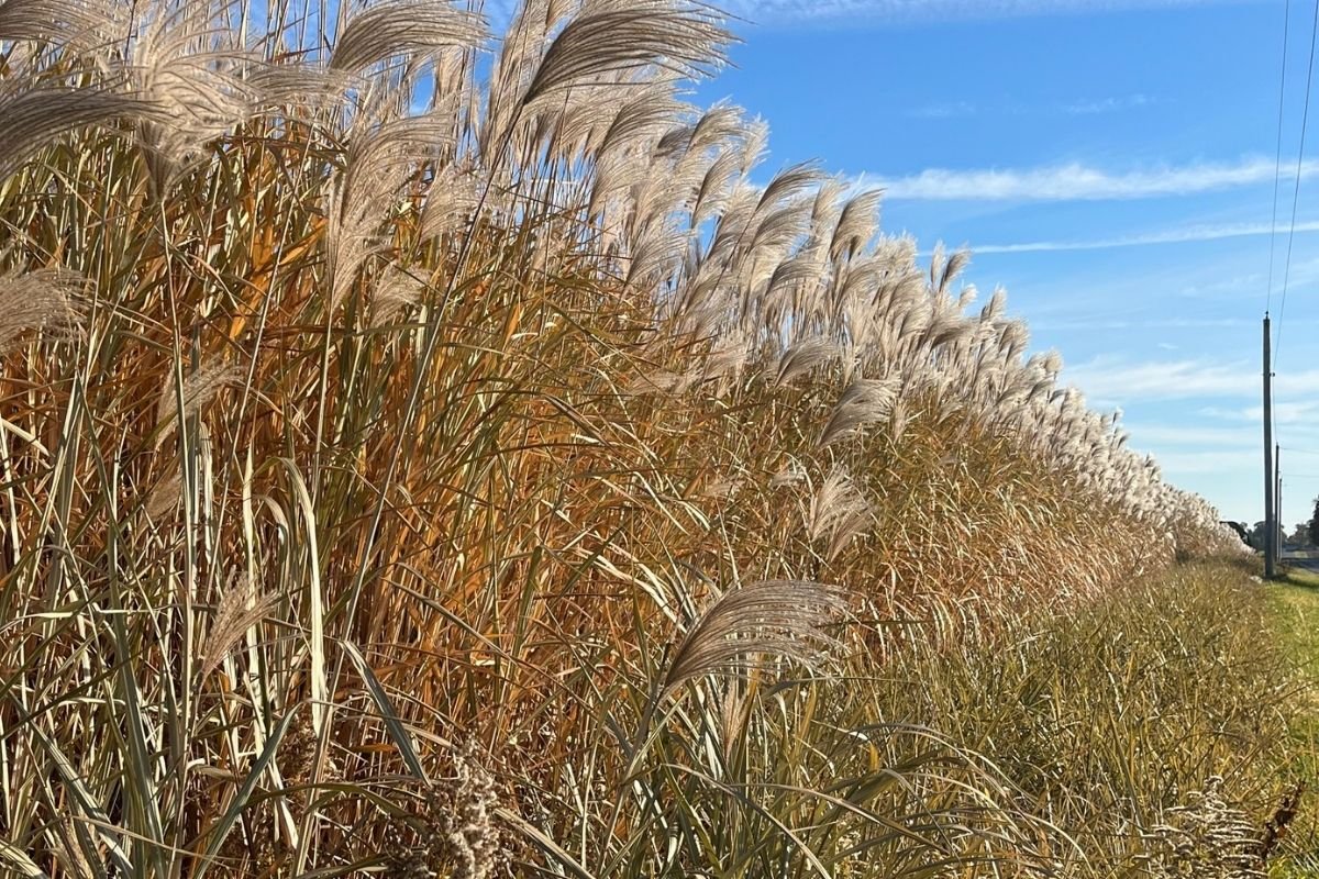 Power of Perennials: Biomass Market Panel (Webinar)