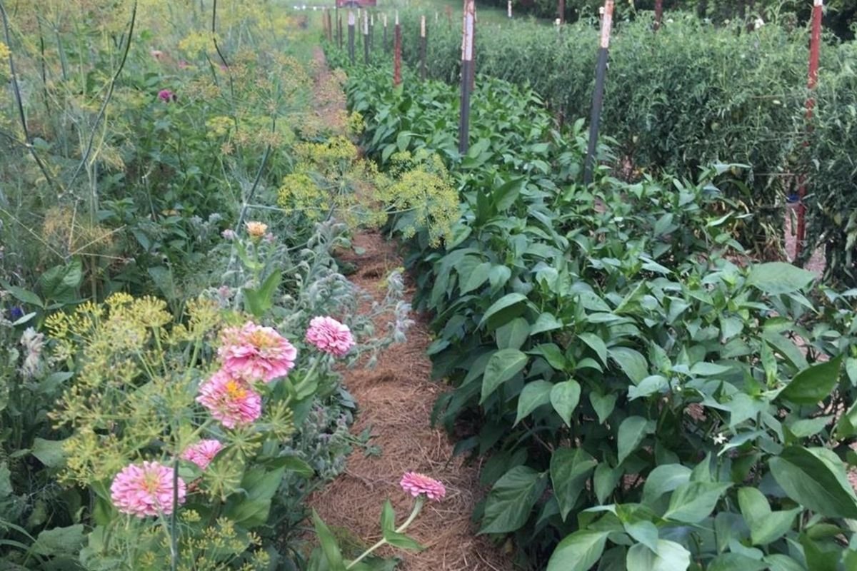Homestead & Small Scale Field Days (Sibley, MO)