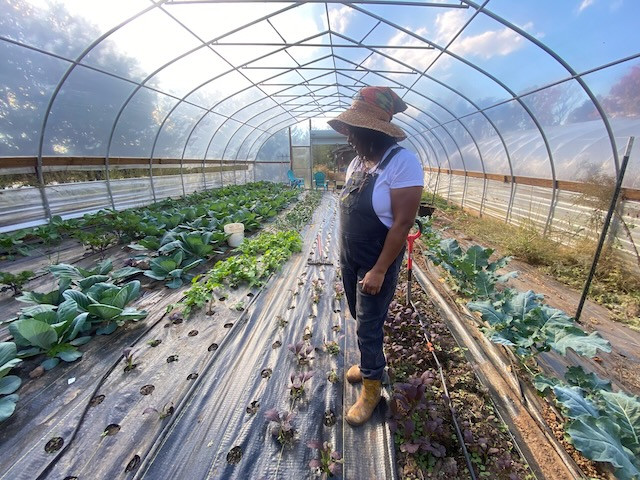 How MysticPine Farm Is Growing Health and Opportunity