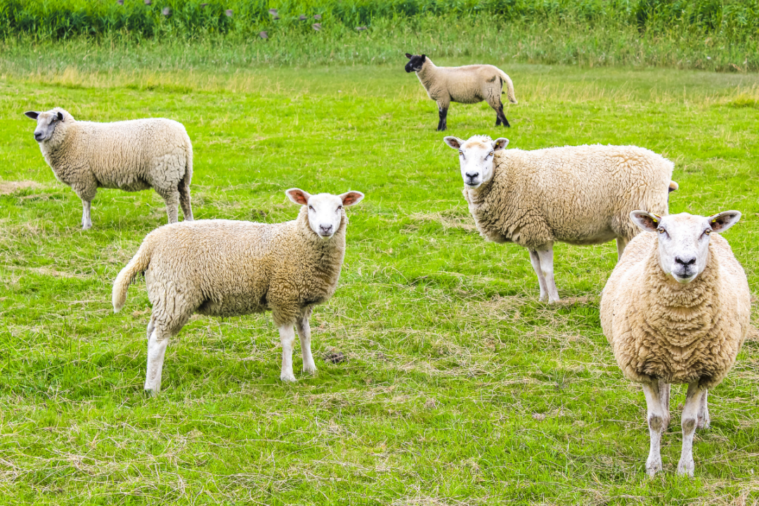 Managing Pasture and Livestock, Watering for Flooding, Drought and Extreme Heat Events