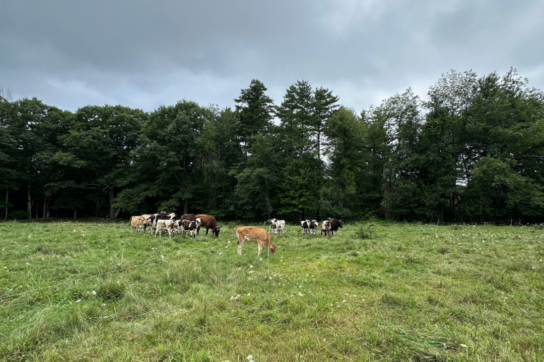 Chase Hill Farm: Building Soil Health Through Silvopasture and Smart Grazing