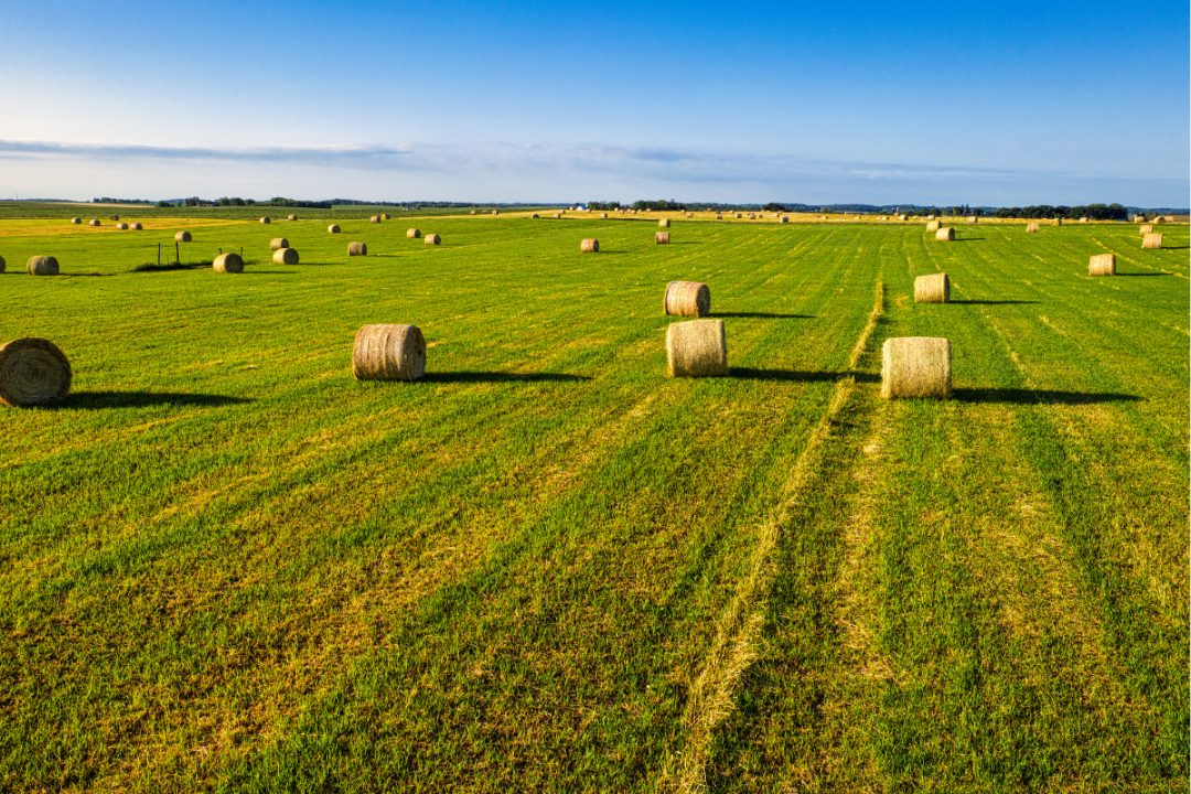 Building Better Pastures and Hay Fields: Soil Health, Grazing, and Forage Improvement