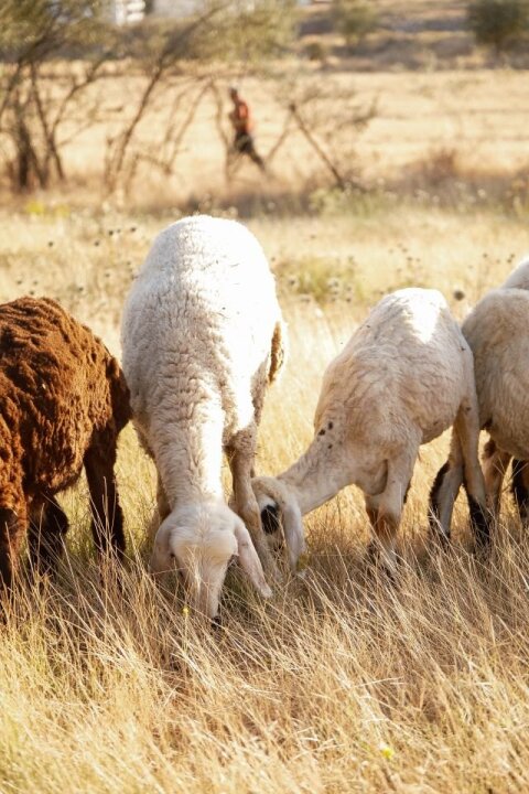 Fire Resilience Workshop: Prescribed Burning and Grazing (Cheney, WA)