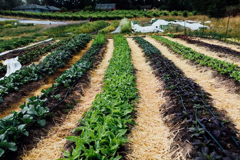 Farm Business and Diversification Conference (Virtual)