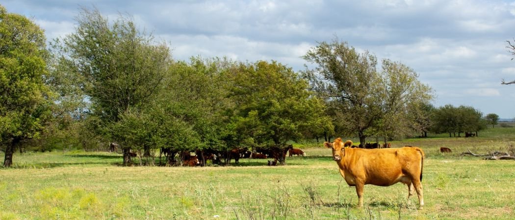 Apply to Become a Resilient Grazing Network Mentor in Kansas, Missouri & Texas