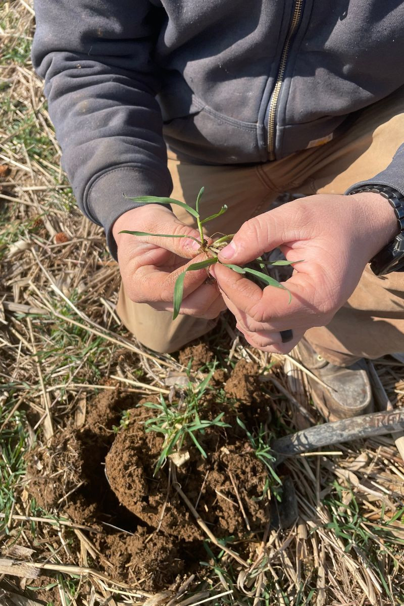 Meeting Farmers in the Field: Scouting for the Kentucky Rye Project