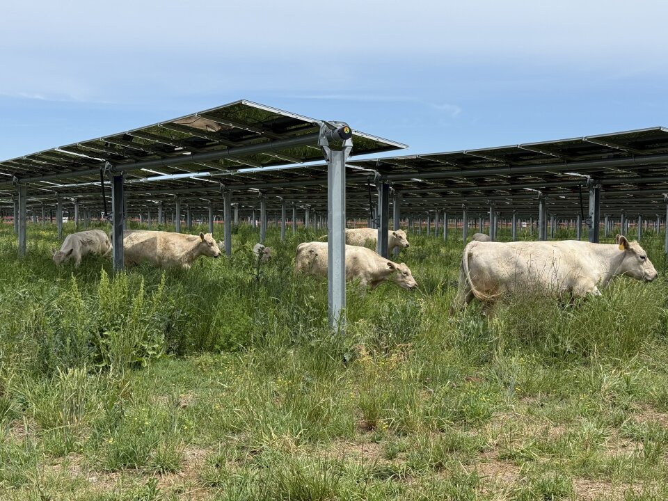 How Agrivoltaics and Solar Grazing Are Creating New Opportunities for Texas Farmers
