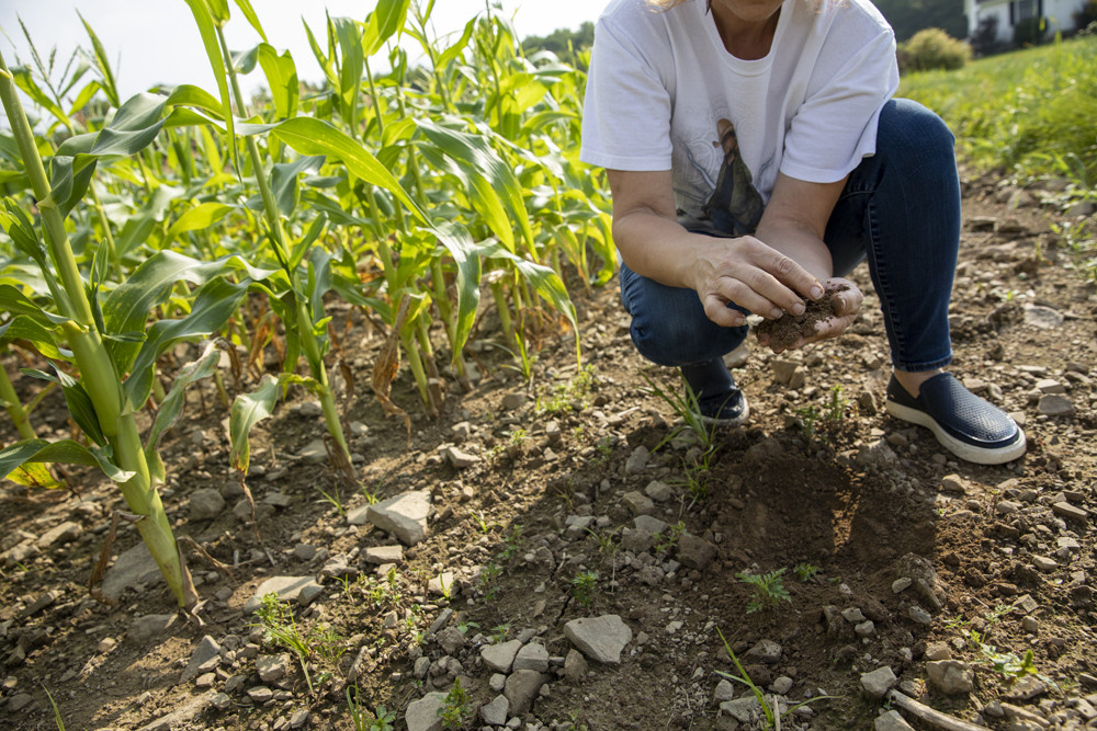 Soil Sampling & Testing (Central Point, OR)