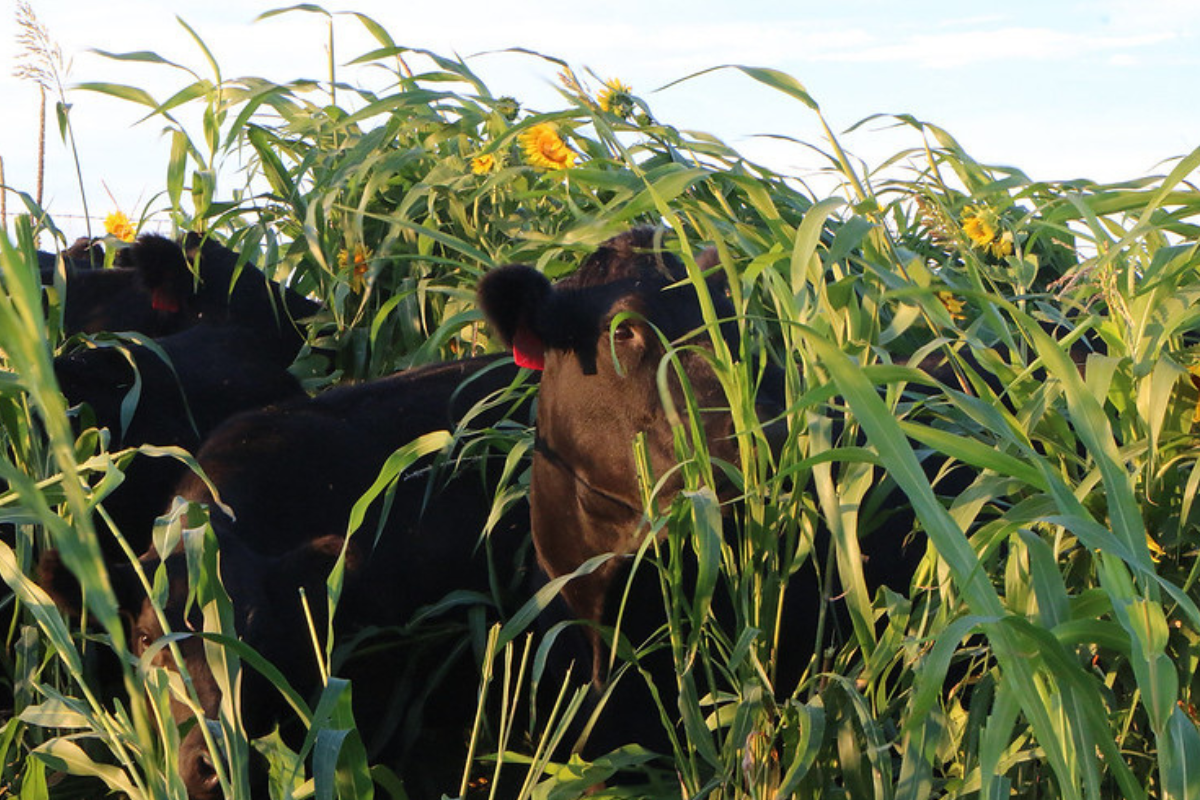 Cover Crop Grazing Field Walk