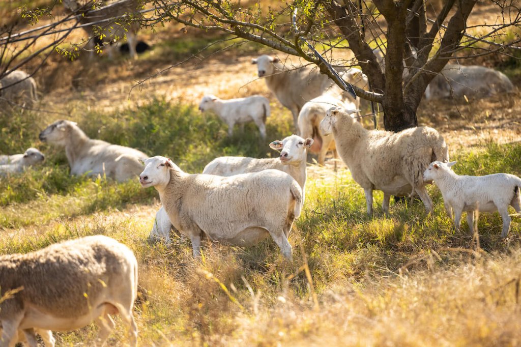 sheep graze on cover crops under almond trees in California.