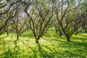 Conservation cover around an almond orchard builds healthy soil