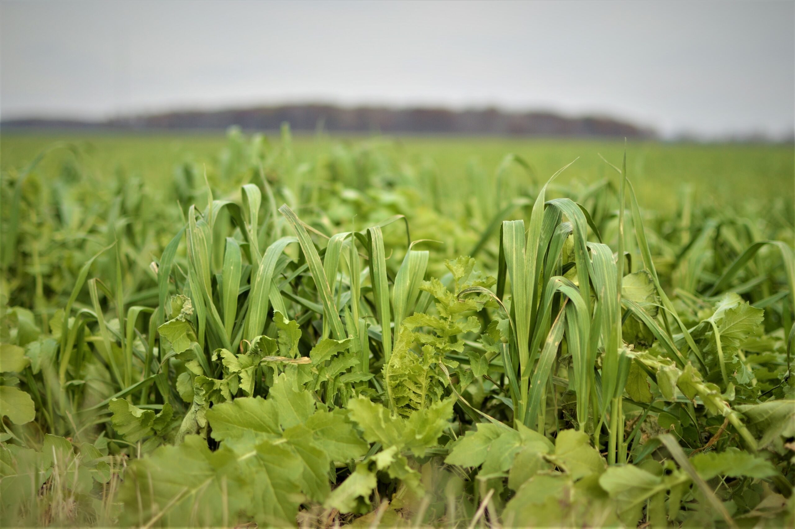 Policy Update USDA Creates ShortTerm Pandemic Cover Crop Program