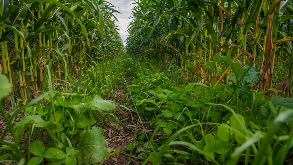 Soil Health Economic Case Study Methods and Toolkit - American Farmland ...