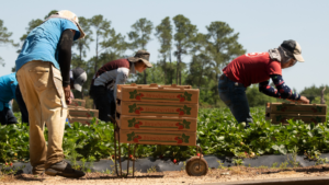 farm workers pick strawberries in a field 