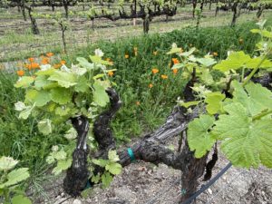 Pollinator friendly plants at vineyard attracts beneficial insects