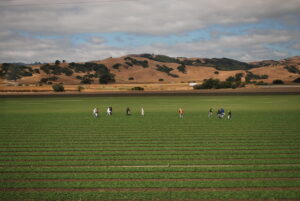 farmworkers in strawberry field.