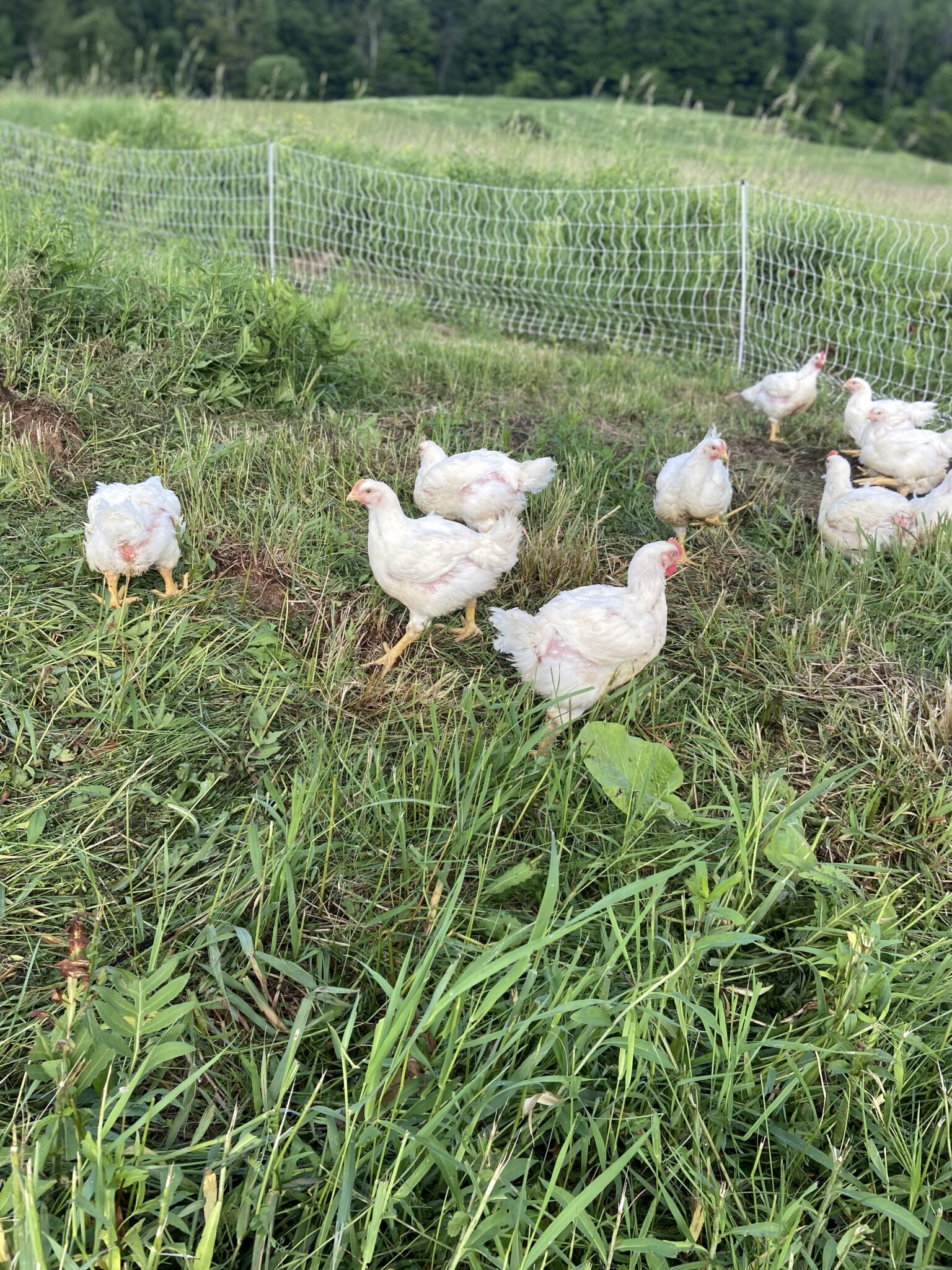 Boneyard Farm - American Farmland Trust