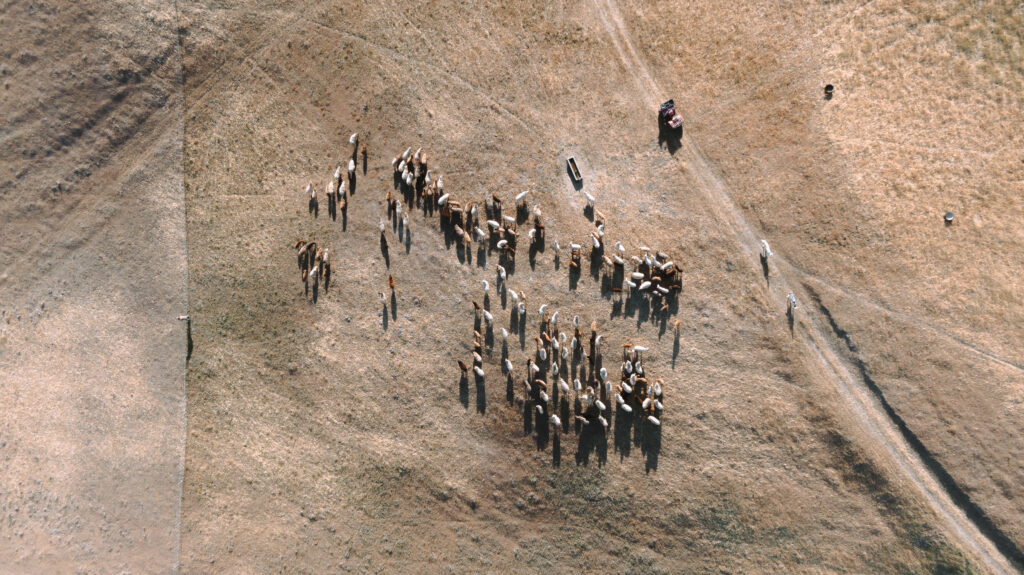 A drone shot of sheep herd in Templeton.