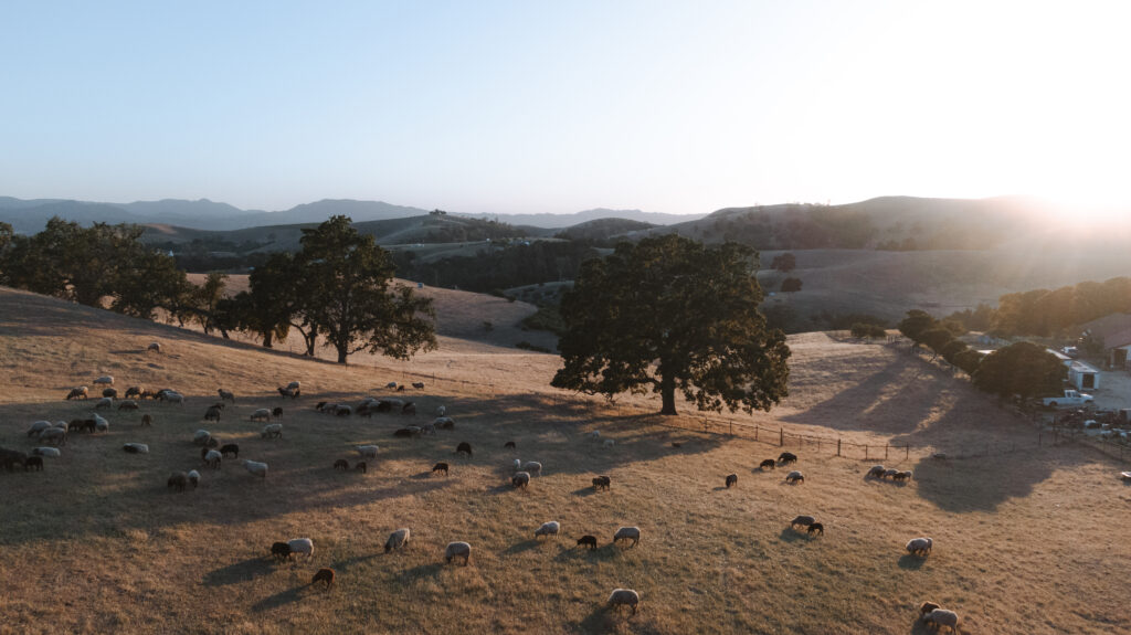 Sheep grazing in San Luis Obispo County