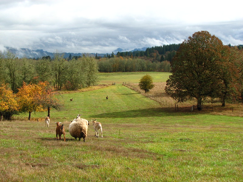 sheep on oregon farmland