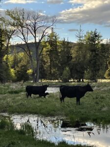 cows graze in oregon