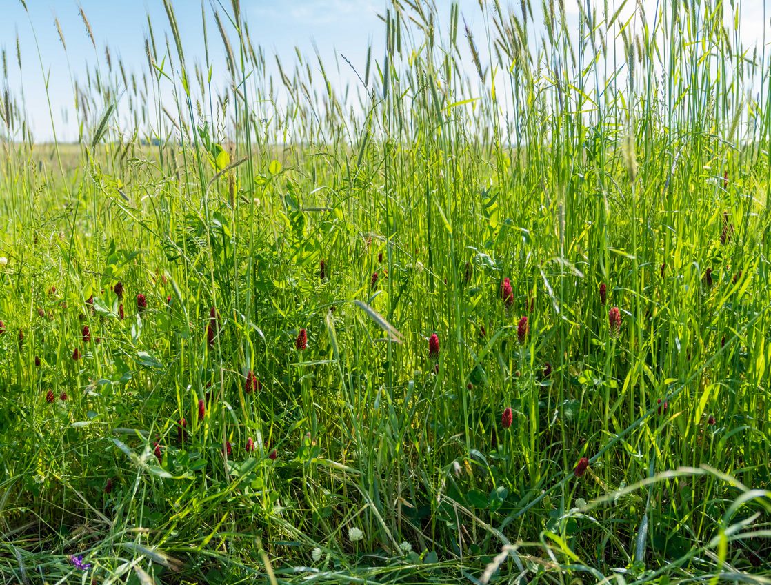 ISAP Cover Crop Gear